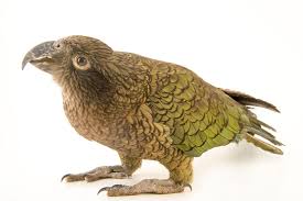 Birds behaving badly 