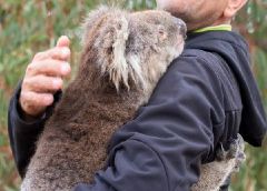 Injured koalas sleep easier